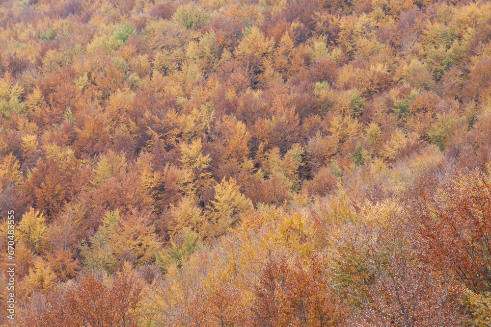 Woods in autumn Woods in autumn