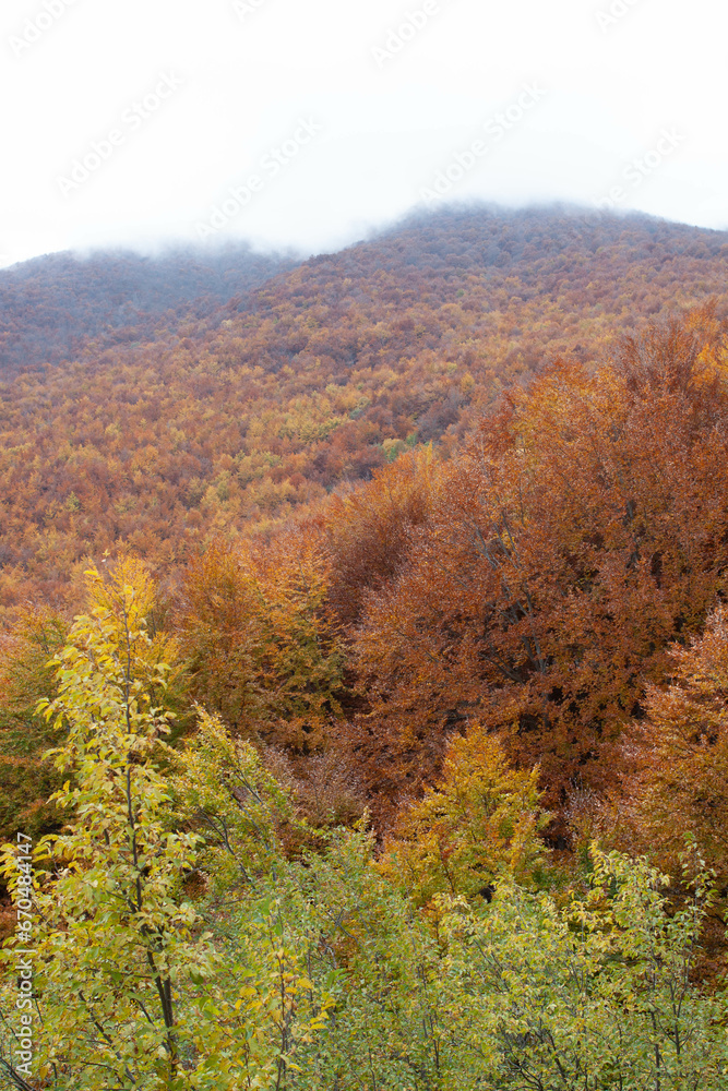 Woods in autumn