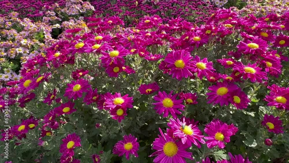 Bright pink chrysanthemums flowers grow in the park. For video presentation, advertising. Bright pink chrysanthemums flowers grow in the park. For video presentation, advertising.