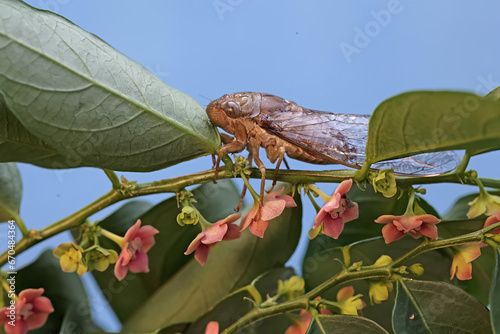 An evening cicada is looking for food in the bushes. This insect has the scientific name Tanna japonensis. photo
