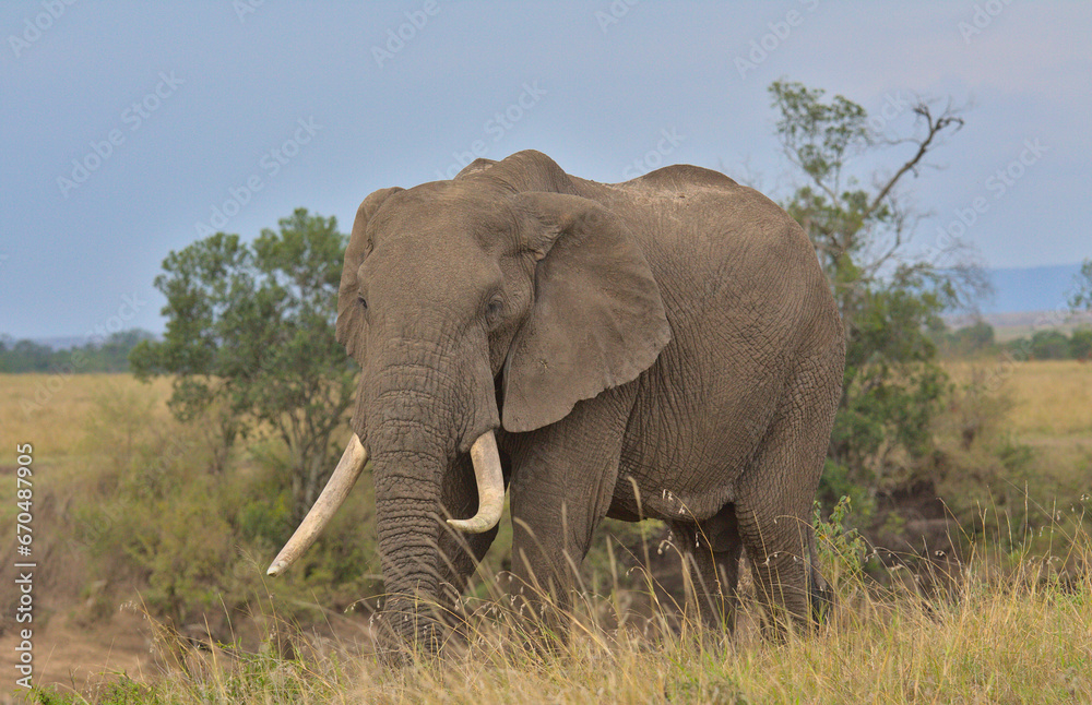 majestic single male african elephant standing and grazing in the wild savannah of the masai mara, kenya