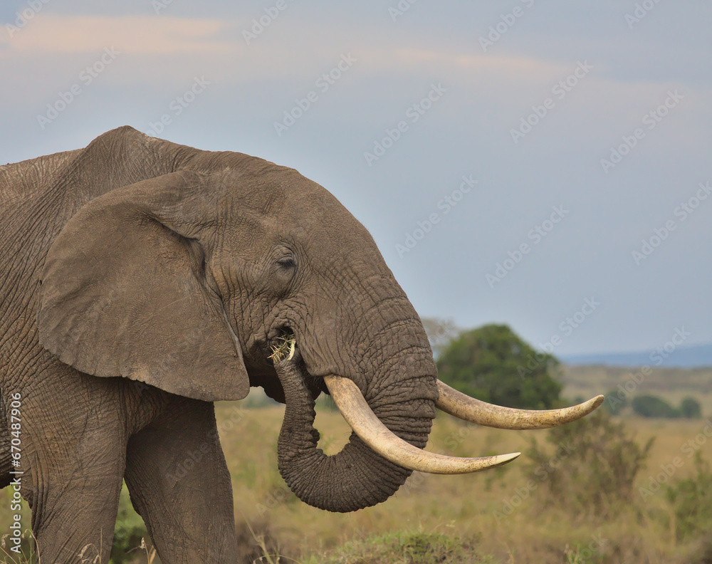 Obraz premium side profile and close-up of bull african elephant using feeding in the wild savannah of the masai mara, kenya
