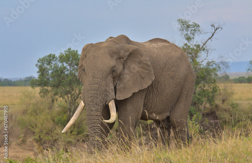 majestic single male african elephant standing and grazing in the wild savannah of the masai mara  kenya