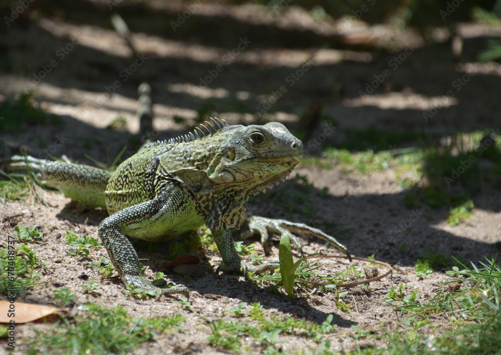 Wild Green Scaled Iguana in the Caribbean Wild Green Scaled Iguana in the Caribbean