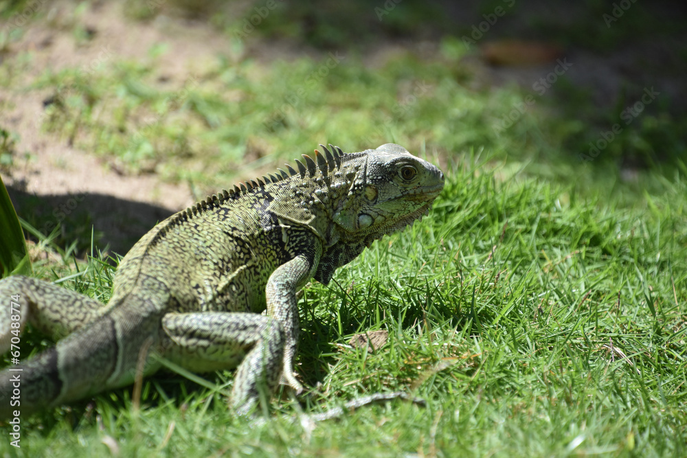 Creeping and Crawling Iguana in the Wild Creeping and Crawling Iguana in the Wild