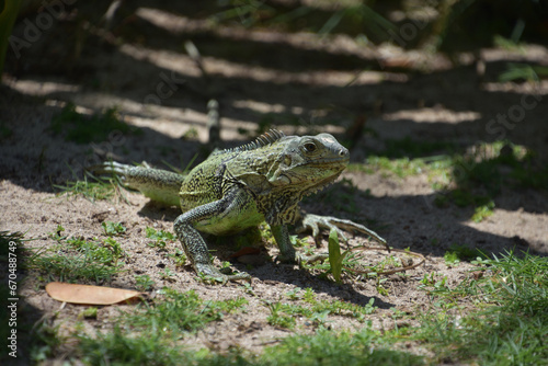 Looking into the Face of an Iguana in Aruba © dejavudesigns