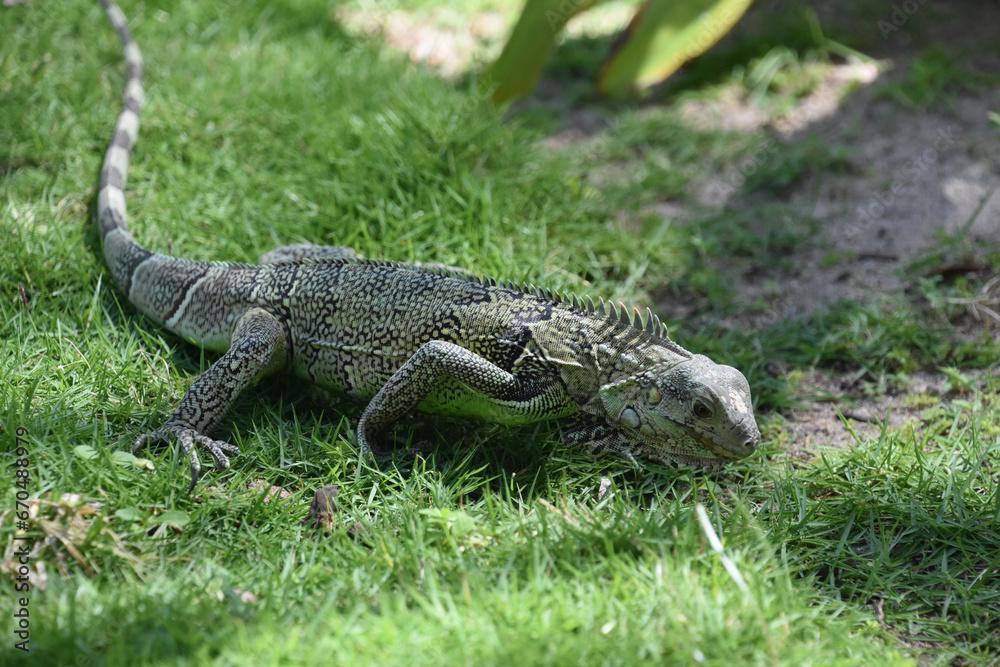 Crawling Iguana in a Carpet of Green Grass Crawling Iguana in a Carpet of Green Grass