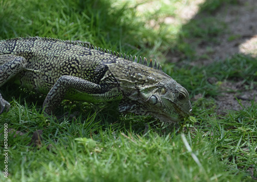 Iguana with Spines on His Back Eating Grass © dejavudesigns