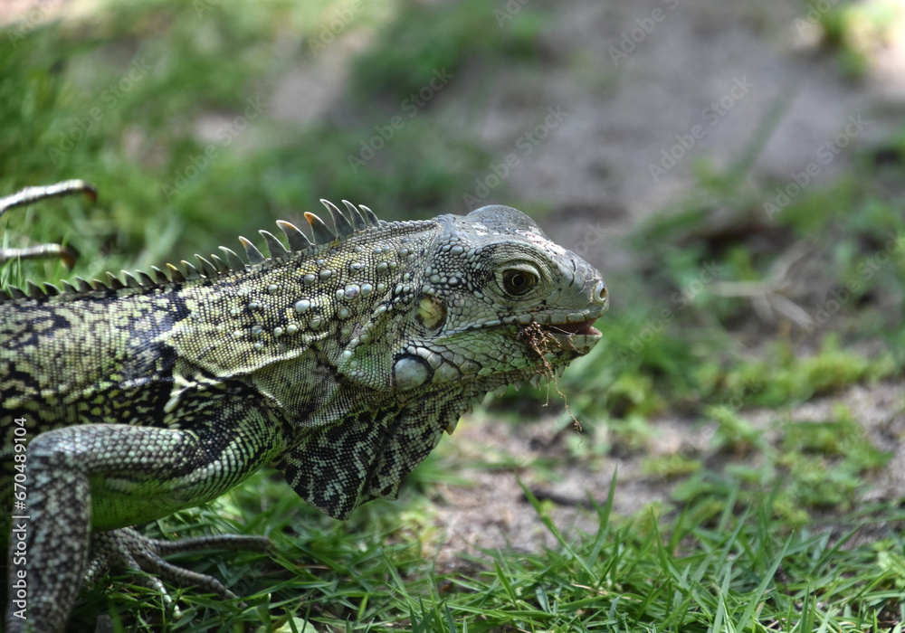 Iguana With a Mouthful Snacking and Eating in Aruba Iguana With a Mouthful Snacking and Eating in Aruba