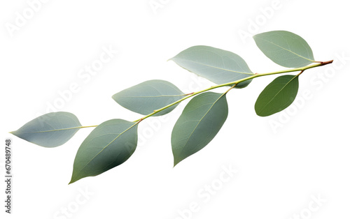 Eucalyptus Tree Leaf Characteristics on isolated background