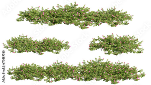 set of shrubs, 3D rendering with transparent background, for illustration, digital composition, architecture visualization