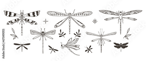 Mystical ornate dragonfly and moth isolated clipart bundle, magic black and white insects and leaves silhouettes in vector, unreal hand drawn entomology set, isolated elements