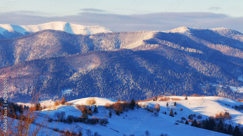 snow covered rolling hills of mountainous countryside in winter. beautiful scenery in morning light. borzhava ridge of ukraine in the distance