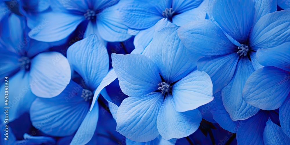 Botanical symphony. Vibrant blue and purple flowers background in nature embrace. Summer blooms close up of fresh purple flower in park Botanical symphony. Vibrant blue and purple flowers background in nature embrace. Summer blooms close up of fresh purple flower in park