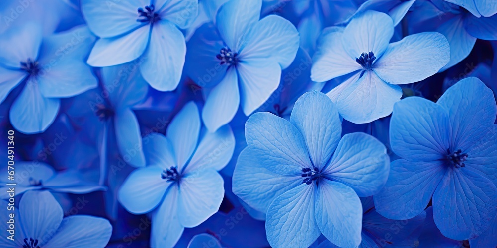 Botanical symphony. Vibrant blue and purple flowers background in nature embrace. Summer blooms close up of fresh purple flower in park Botanical symphony. Vibrant blue and purple flowers background in nature embrace. Summer blooms close up of fresh purple flower in park