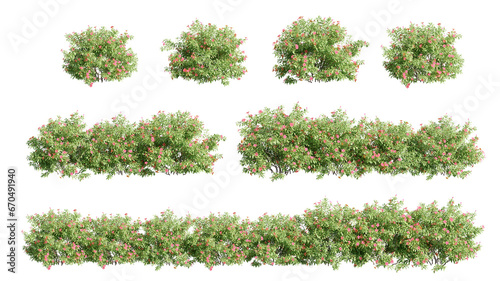 set of shrubs, 3D rendering with transparent background, for illustration, digital composition, architecture visualization