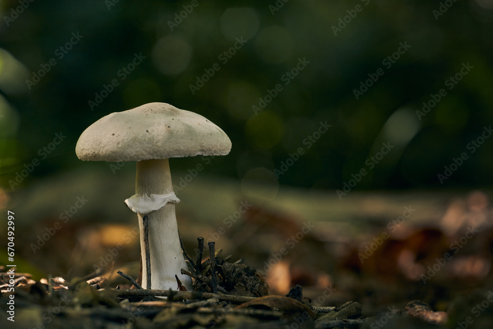 a mushroom among the dry autumn leaves. a mushroom among the dry autumn leaves.
