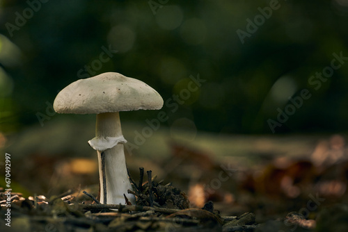 a mushroom among the dry autumn leaves.