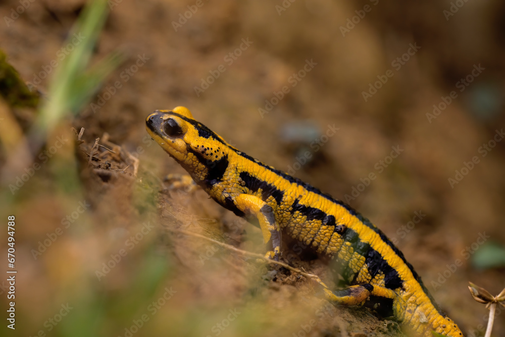 yellow and black salamander walking in the mud of the forest, free-living amphibians in nature, horizontal macro photography.