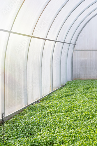 Green plants  green manure in a greenhouse. Sowing mustard. Concept of natural soil enrichment. Vertical crop.