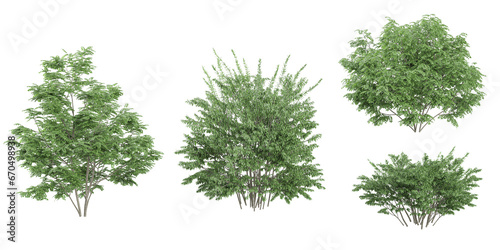 3D rendering of Elm Acacia Locusts trees on transparent background  for illustration  digital composition  and architecture visualization