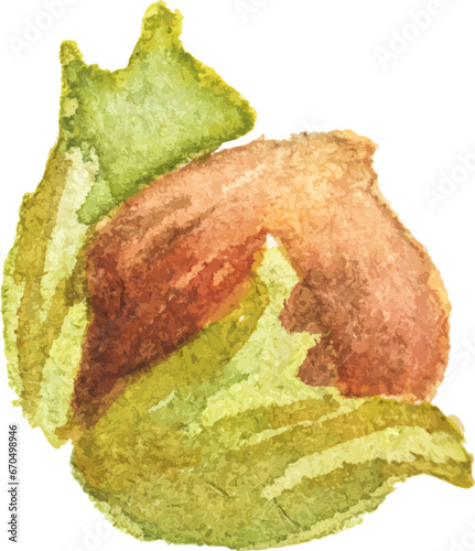 Abstract vector watercolor illustration of autumn hazelnut. Hand drawn nature design elements isolated on white background.