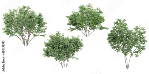 Foto 3d rendering of Dogwood,Maackia amurensis trees on transparent background