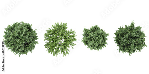 Collection of Common juniper,Rosemary Trees isolated on white background, tropical trees isolated used for design,top view advertising and architecture