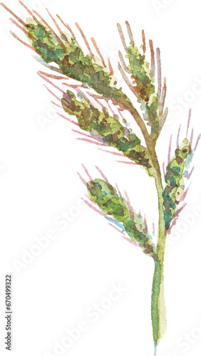 Abstract vector watercolor illustration of autumn wheat. Hand drawn nature design elements isolated on white background.