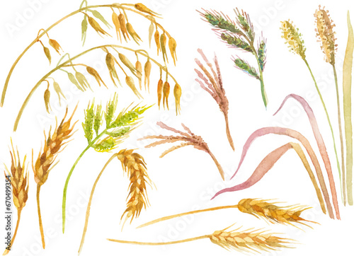 Abstract vector watercolor illustration of autumn wheat. Hand drawn nature design elements isolated on white background.