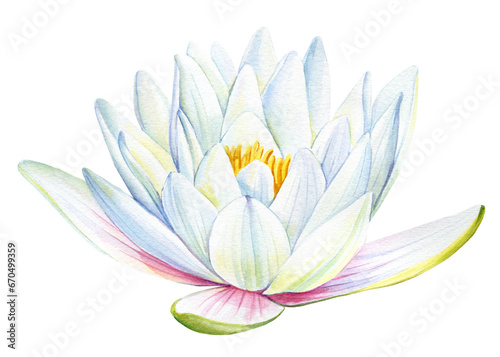 Lotus white flower on an isolated white background  flora watercolor illustration  water lily botanical painting