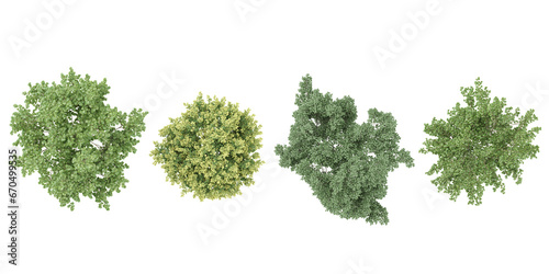 Set of Jungle Silver Linden,Birch,Lindens Trees 3D rendering. top view, plan view, for illustration, architecture presentation, visualization, digital composition