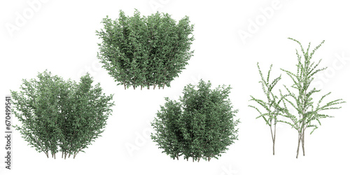 Set of photorealistic 3D rendering of Silverberry,Eucalyptus trees with ground shadows, cutout with transparent background, great for digital composition and architecture visualization