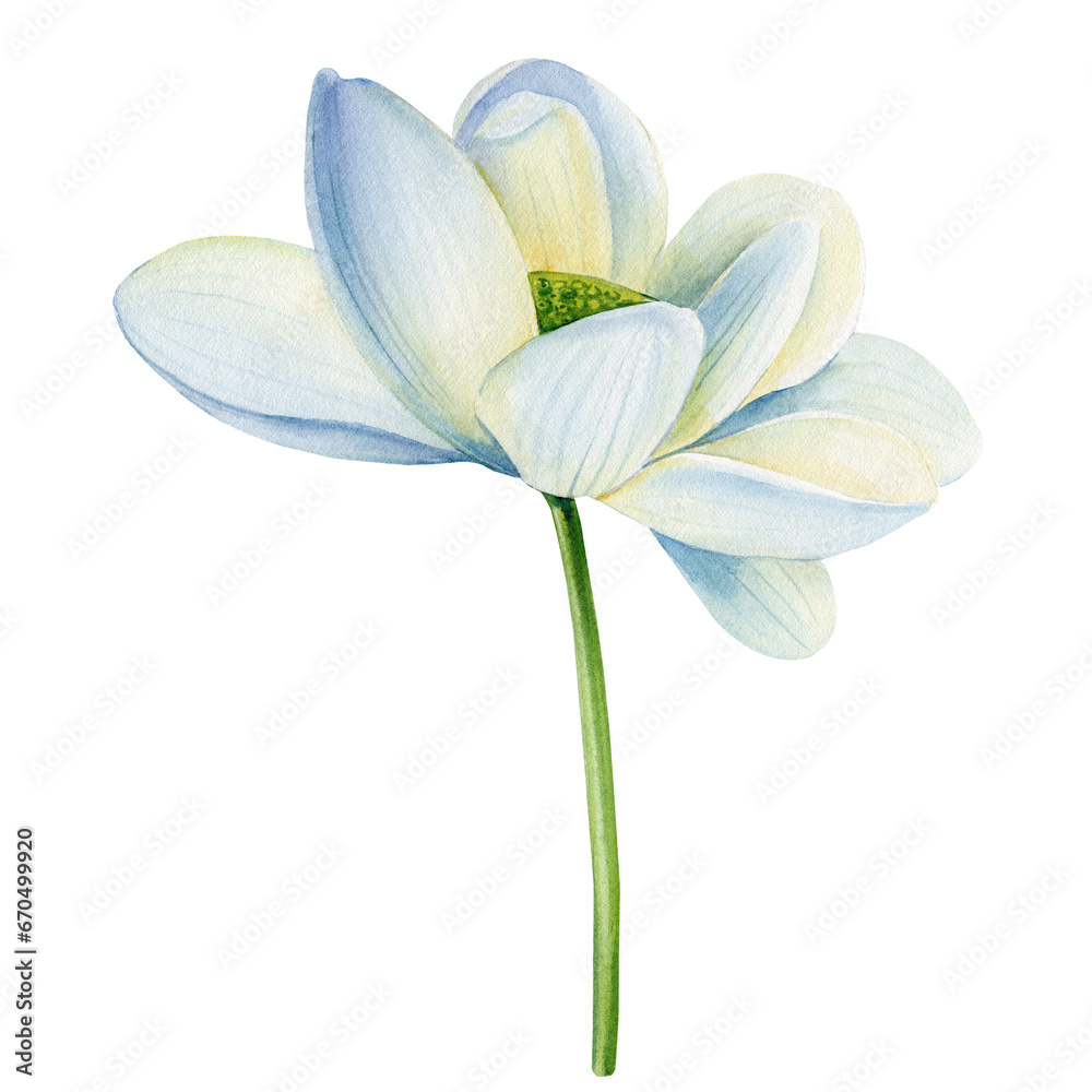 Lotus white flower on an isolated white background, flora watercolor illustration, water lily botanical painting