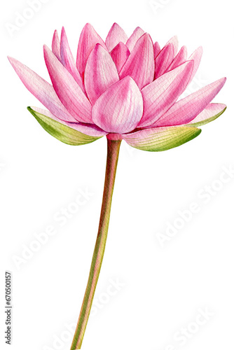 lotus pink flower on isolated white background, water lily , watercolor flora illustration, botanical painting