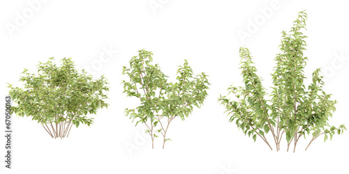 Weeping fig Trees isolated on white background, tropical trees isolated used for design, advertising and architecture