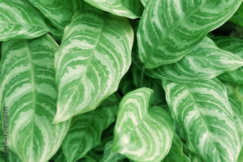 Close up of green leaves for a nature background