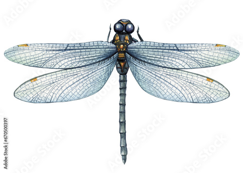 dragonfly watercolor illustration. Hand drawn picture insects isolated on white background.