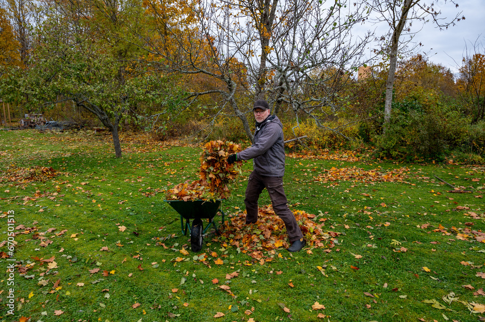 Swedish man raking leaves from green lawn