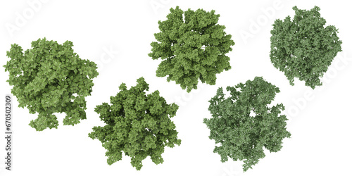From top view of Viburnum Dentatum Villous lilac Walnu trees collection of isolated on transparent background