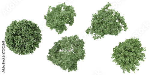 Set of Jungle Elm,Willow trees 3D rendering. top view, plan view, for illustration, architecture presentation, visualization, digital composition