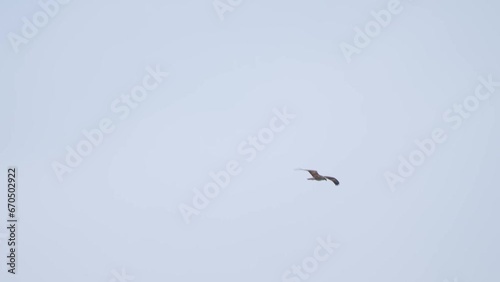 osprey in floght photo