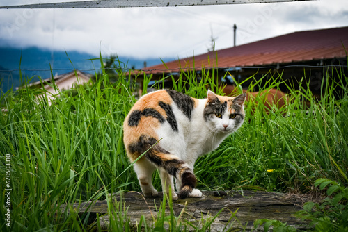 Gato en granja suiza photo