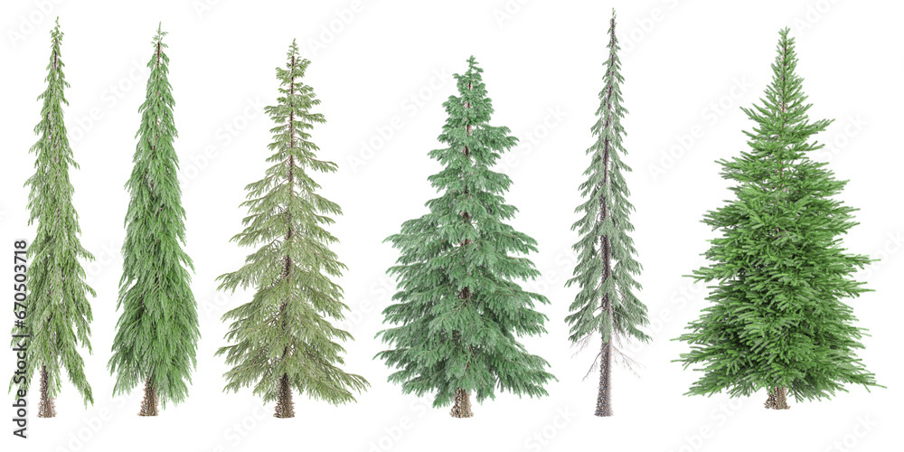 Fir,Pine,Spruce Trees isolated on white background, tropical trees isolated used for architectureFir,Pine,Spruce Trees isolated on white background, tropical trees isolated used for architecture Fir,Pine,Spruce Trees isolated on white background, tropical trees isolated used for architectureFir,Pine,Spruce Trees isolated on white background, tropical trees isolated used for architecture