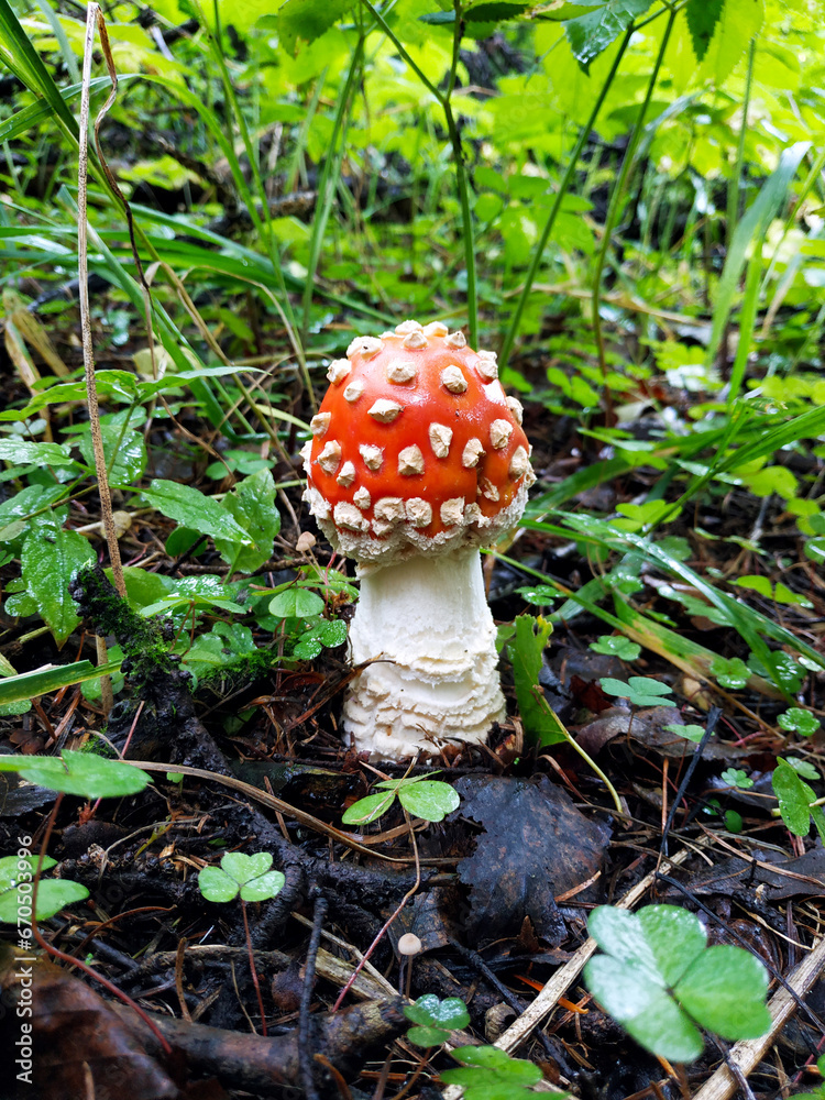 Beautiful young mushroom fly agaric Beautiful young mushroom fly agaric