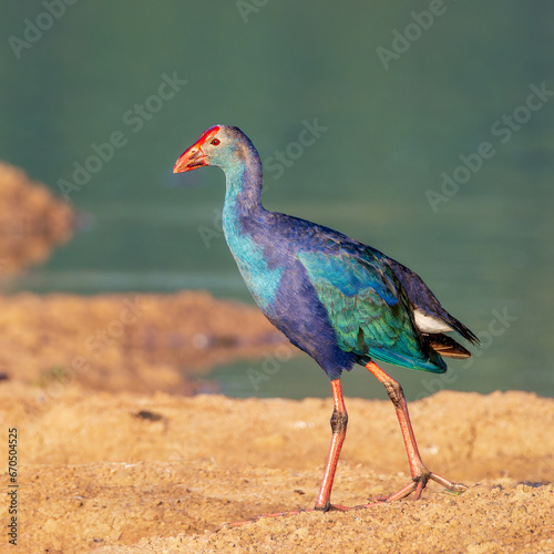 Indian Birds