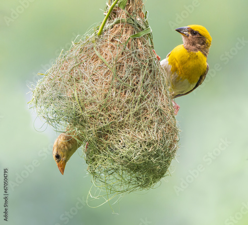 Indian Birds