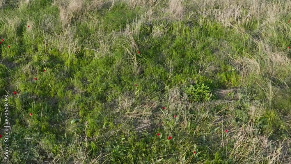 Flying over the spring steppe with tulips in bloom. Wild tulips blooming in the steppe. Spring on the wild lands. Natural field of red tulips. naturally grown tulips Flying over the spring steppe with tulips in bloom. Wild tulips blooming in the steppe. Spring on the wild lands. Natural field of red tulips. naturally grown tulips