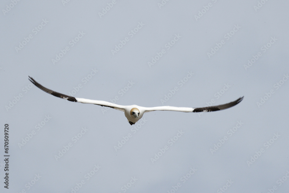 Australasian Gannet in a flight on a sea shore Australasian Gannet in a flight on a sea shore