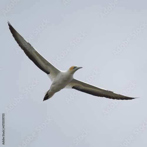 Australasian Gannet in a flight on a sea shore photo